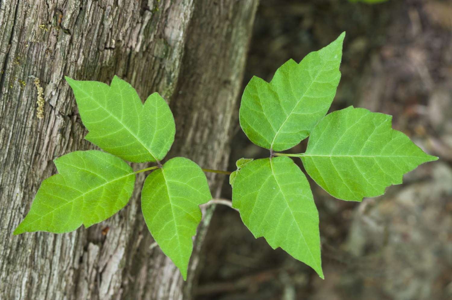 Poison Ivy